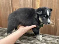 Flint, a male Siberian Husky and Pomsky for sale in Lutz, FL – 6 of 8