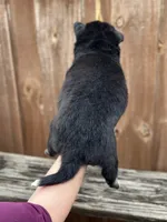 Flint, a male Siberian Husky and Pomsky for sale in Lutz, FL – 8 of 8