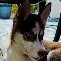 Scout, a male Siberian Husky and Pomsky for sale in Lutz, FL – 2 of 4
