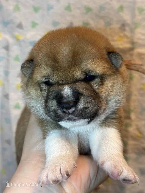 Cannoli – Shiba Inu puppy for sale in Lutz, FL