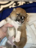 Cannoli, a female Shiba Inu for sale in Lutz, FL – Photo 3 of 6