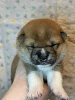 Cannoli, a female Shiba Inu for sale in Lutz, FL – Photo 4 of 6