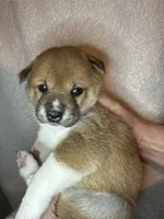 Cannoli, a female Shiba Inu for sale in Lutz, FL – Photo 2 of 4