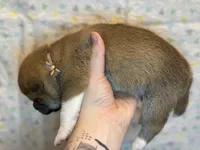 Cannoli, a female Shiba Inu for sale in Lutz, FL – Photo 6 of 6