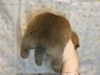 Cannoli, a female Shiba Inu for sale in Lutz, FL – Photo 2 of 6