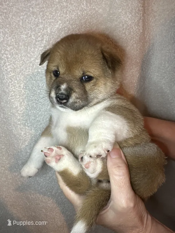 Cannoli – Shiba Inu puppy for sale in Lutz, FL