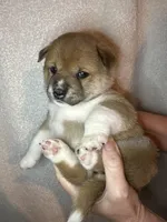 Cannoli, a female Shiba Inu for sale in Lutz, FL – Photo 1 of 4