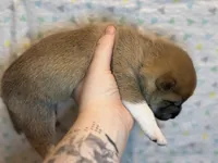 Cannoli, a female Shiba Inu for sale in Lutz, FL – Photo 5 of 6