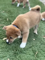 Meatball, a male Shiba Inu for sale in Lutz, FL – 7 of 8