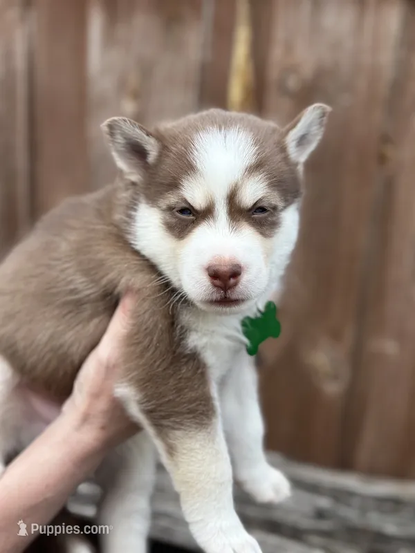 Scout – Siberian Husky, Pomsky puppy for sale in Lutz, FL