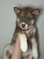 Sage, a female Siberian Husky and Pomsky for sale in Lutz, FL – 4 of 8