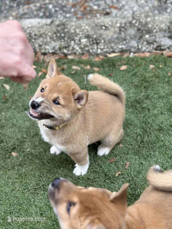Ravioli – Shiba Inu puppy for sale in Lutz, FL