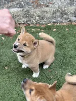 Ravioli, a male Shiba Inu for sale in Lutz, FL – 1 of 8