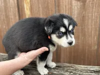 Brook, a male Siberian Husky and Pomsky for sale in Lutz, FL – 7 of 8
