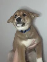 Meatball, a male Shiba Inu for sale in Lutz, FL – 2 of 8