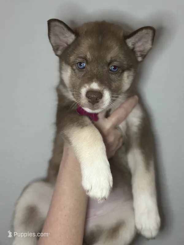 Sage – Siberian Husky, Pomsky puppy for sale in Lutz, FL