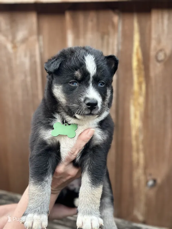 Flint – Siberian Husky, Pomsky puppy for sale in Lutz, FL