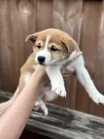 Tiramisu, a female Shiba Inu for sale in Lutz, FL – 2 of 6