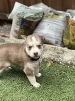 Clementine, a female Siberian Husky and Pomsky for sale in Lutz, FL – 10 of 10