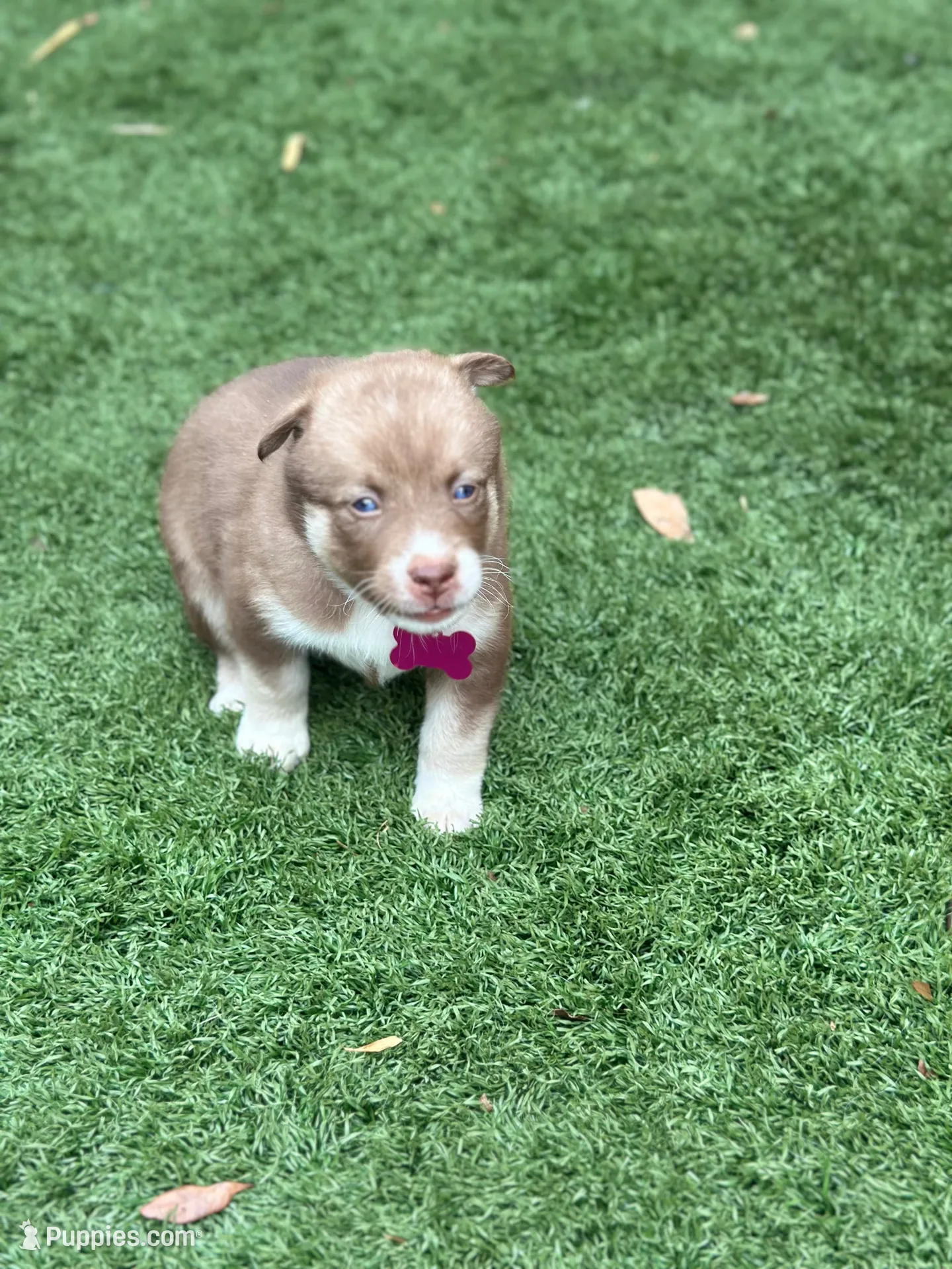 Sage, a female Siberian Husky and Pomsky for sale in Lutz, FL – 8 of 8