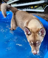 Sage, a female Siberian Husky and Pomsky for sale in Lutz, FL – 4 of 7