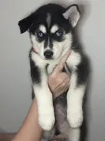 Brook, a male Siberian Husky and Pomsky for sale in Lutz, FL – 2 of 8