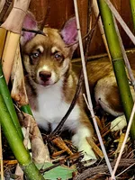 Sage, a female Siberian Husky and Pomsky for sale in Lutz, FL – 1 of 7