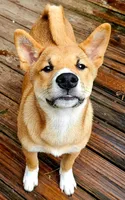 Meatball, a male Shiba Inu for sale in Lutz, FL – 3 of 9