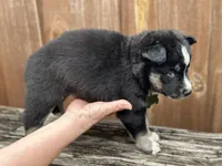 Flint, a male Siberian Husky and Pomsky for sale in Lutz, FL – 5 of 8