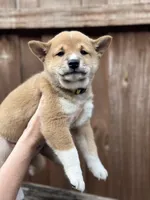 Ravioli, a male Shiba Inu for sale in Lutz, FL – 5 of 8