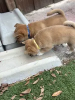 Ravioli, a male Shiba Inu for sale in Lutz, FL – 8 of 8
