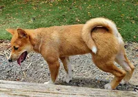 Meatball, a male Shiba Inu for sale in Lutz, FL – 4 of 5