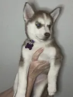 Clementine, a female Siberian Husky and Pomsky for sale in Lutz, FL – 4 of 10