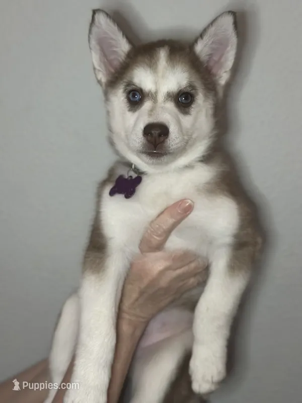Clementine – Siberian Husky, Pomsky puppy for sale in Lutz, FL