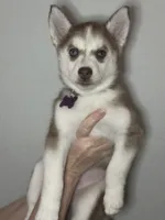 Clementine, a female Siberian Husky and Pomsky for sale in Lutz, FL – 1 of 10