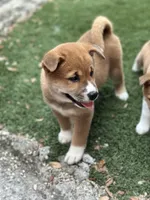 Meatball, a male Shiba Inu for sale in Lutz, FL – 8 of 8