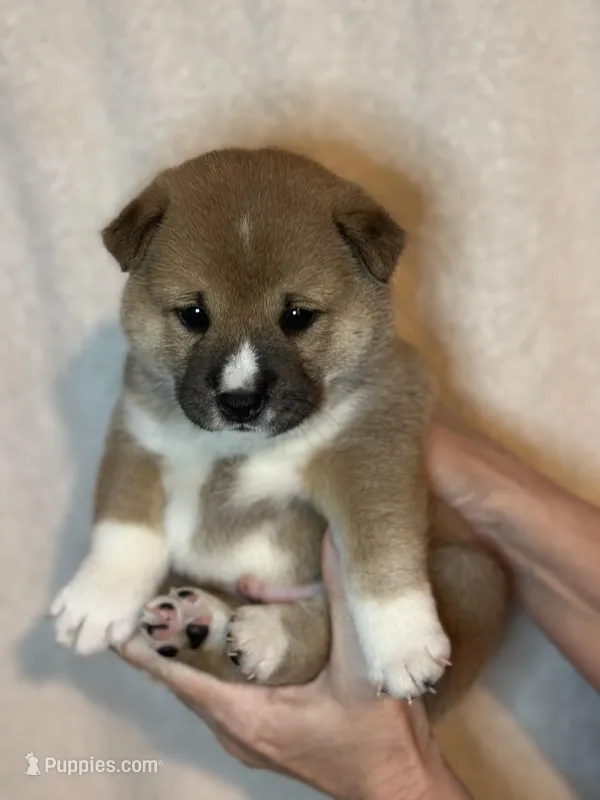 Ravioli – Shiba Inu puppy for sale in Lutz, FL