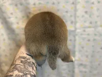 Ravioli, a male Shiba Inu for sale in Lutz, FL – Photo 4 of 7