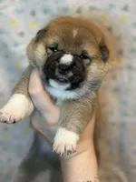 Ravioli, a male Shiba Inu for sale in Lutz, FL – Photo 2 of 7