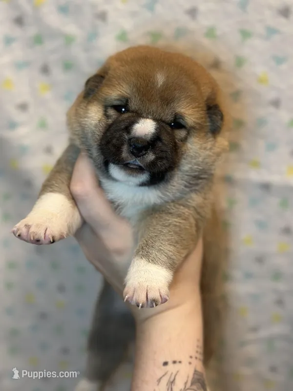 Ravioli – Shiba Inu puppy for sale in Lutz, FL