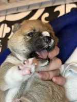 Ravioli, a male Shiba Inu for sale in Lutz, FL – Photo 6 of 7