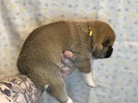 Ravioli, a male Shiba Inu for sale in Lutz, FL – Photo 5 of 7