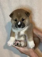 Ravioli, a male Shiba Inu for sale in Lutz, FL – Photo 2 of 4