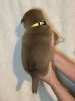 Ravioli, a male Shiba Inu for sale in Lutz, FL – Photo 3 of 4