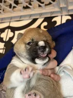 Ravioli, a male Shiba Inu for sale in Lutz, FL – Photo 7 of 7