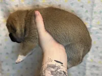 Ravioli, a male Shiba Inu for sale in Lutz, FL – Photo 3 of 7
