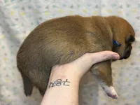 Meatball, a male Shiba Inu for sale in Lutz, FL – Photo 4 of 6