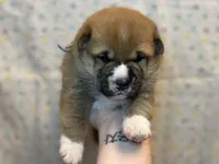 Meatball, a male Shiba Inu for sale in Lutz, FL – Photo 2 of 6