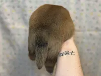 Meatball, a male Shiba Inu for sale in Lutz, FL – Photo 3 of 6