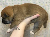 Meatball, a male Shiba Inu for sale in Lutz, FL – Photo 5 of 6